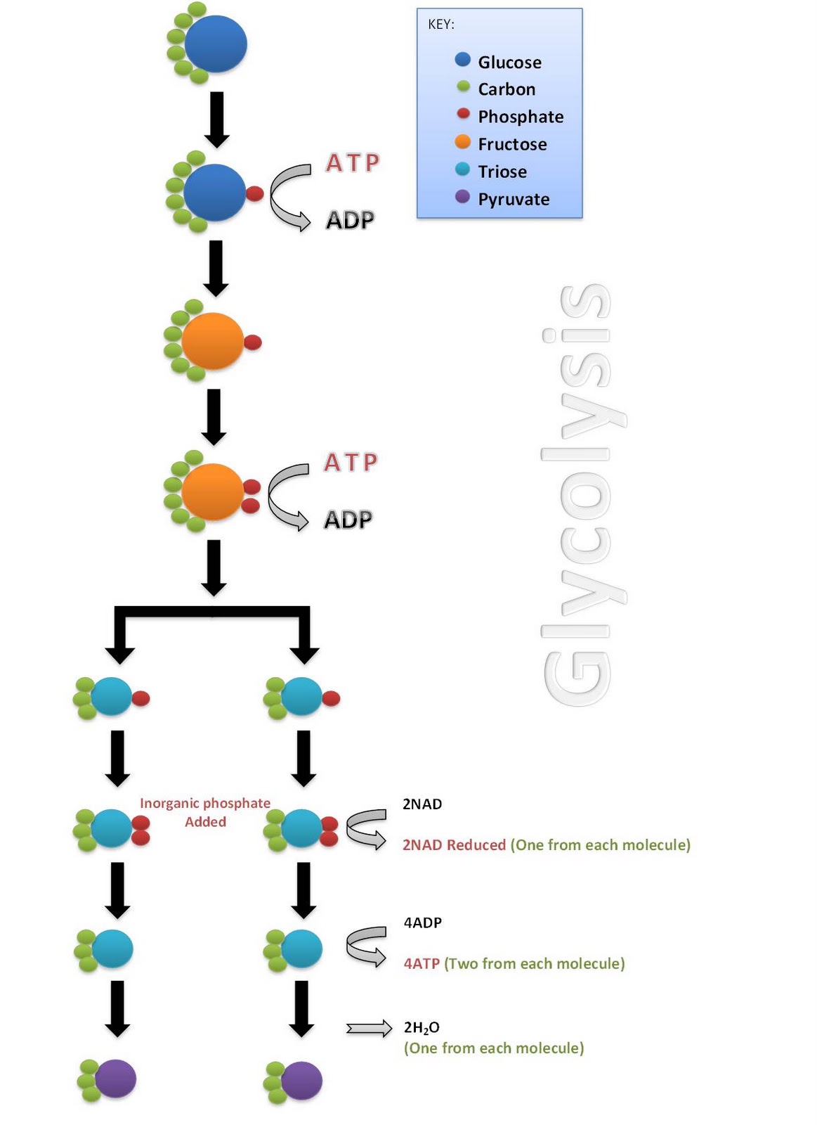 Glycolysis Fermentation Lecture 8 Flashcards Quizlet