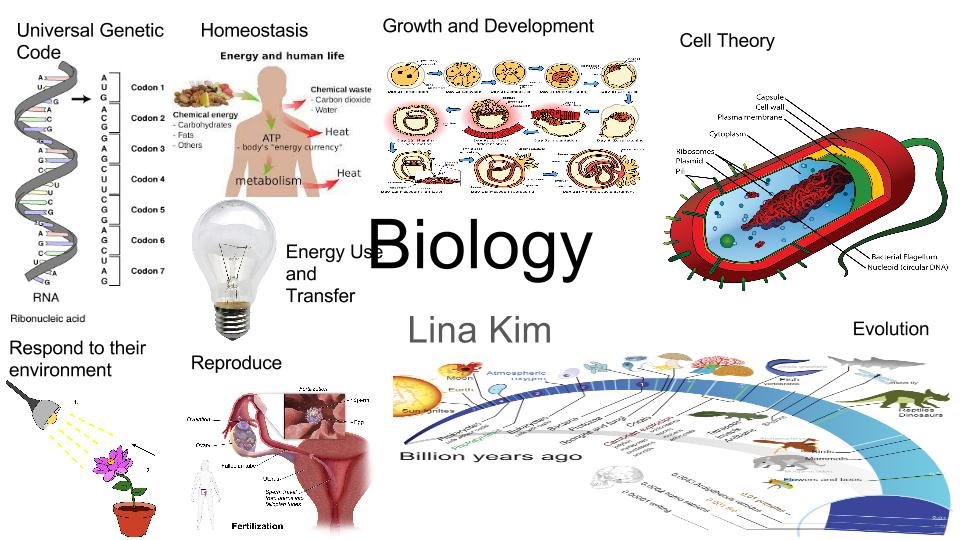 Biology Chapter 19 The Evolution Of Vertebrate Diversity Flashcards
