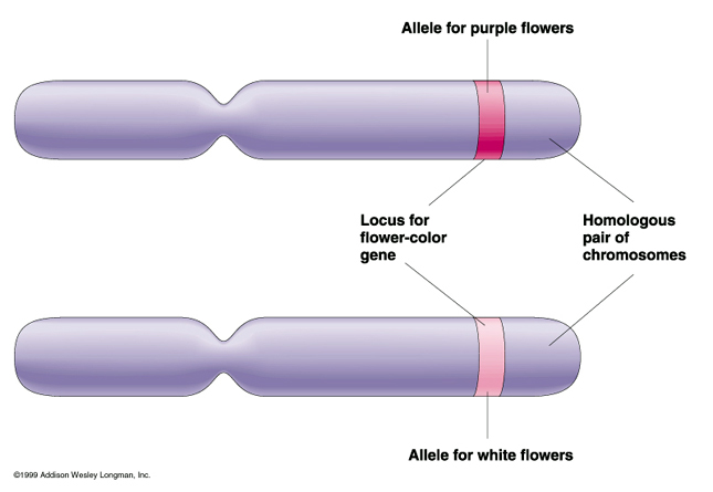 Allele Specific Expression Analysis The Red Lines Indicate The 95