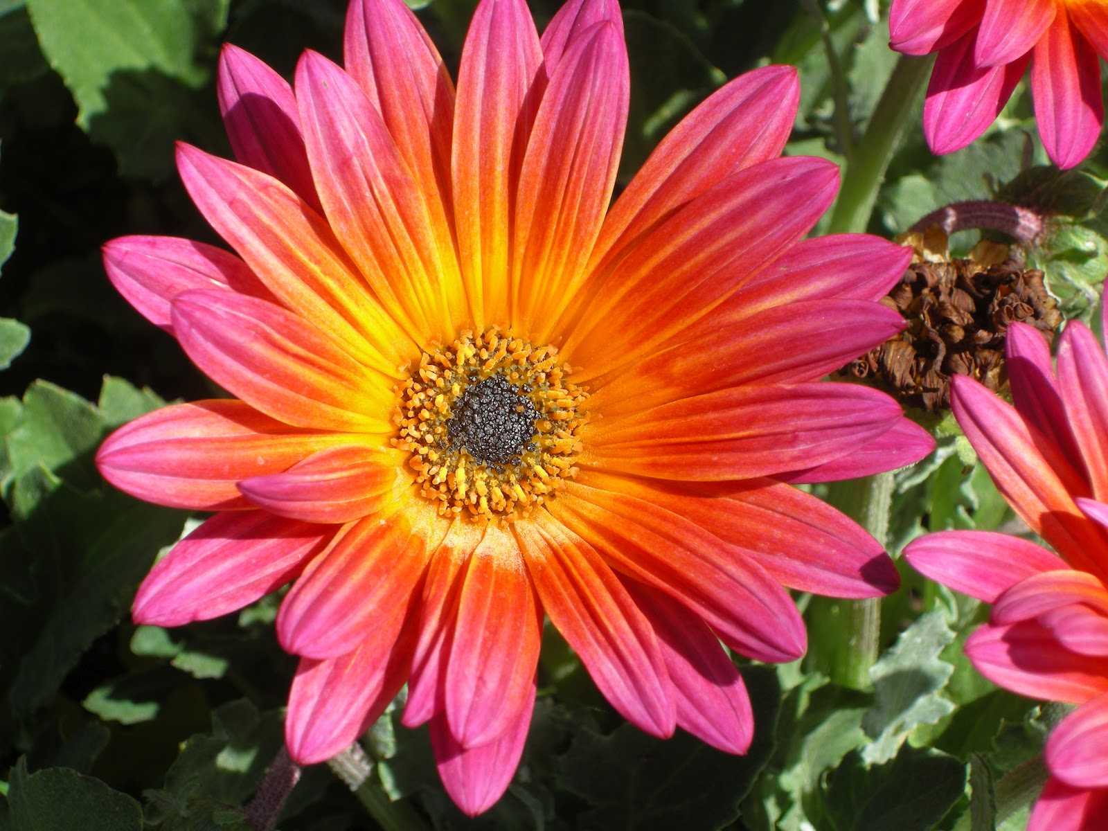 Plants Free Full Text The Histone Acetyltransferase Gcn5 And The