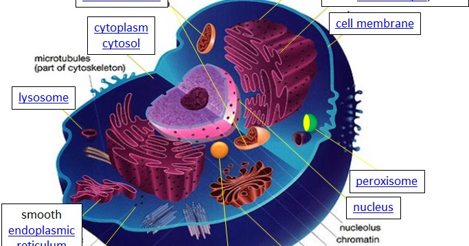 Cell Division Biol 204 Studocu