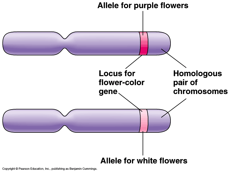 Allele Composition Polymorphic Information Content Pic Gene