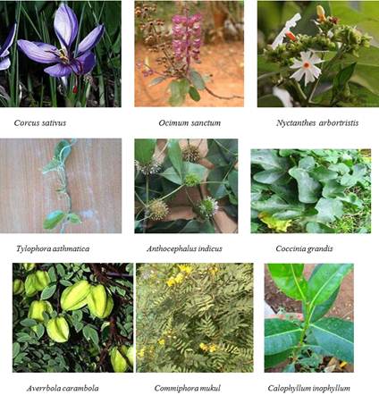 10 Medicinal Plants Pdf