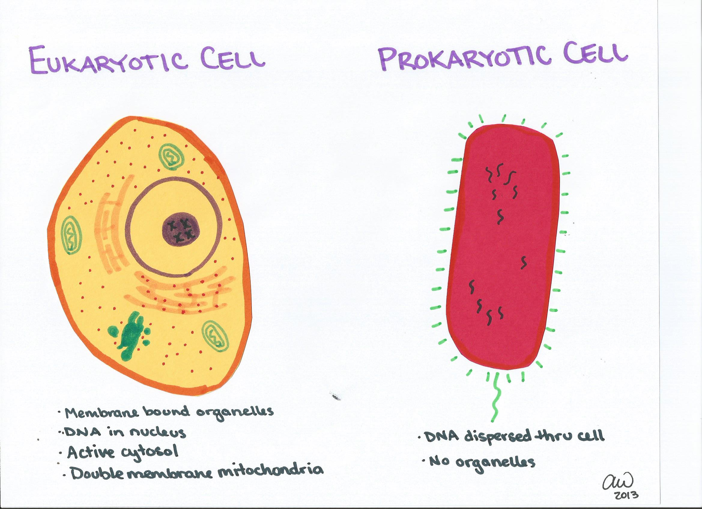 7 2 Eukaryotic Cell Structure Organelles All The
