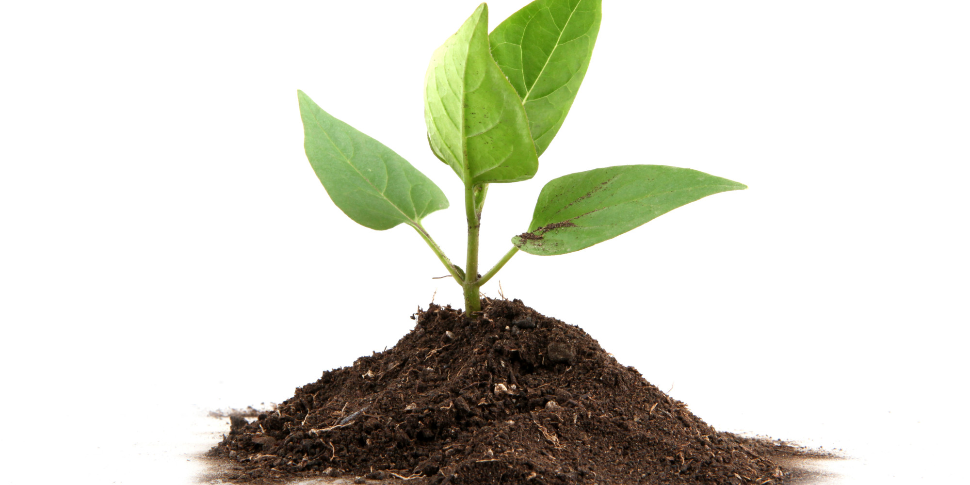 Plant Disease Detection Using Cnn Project