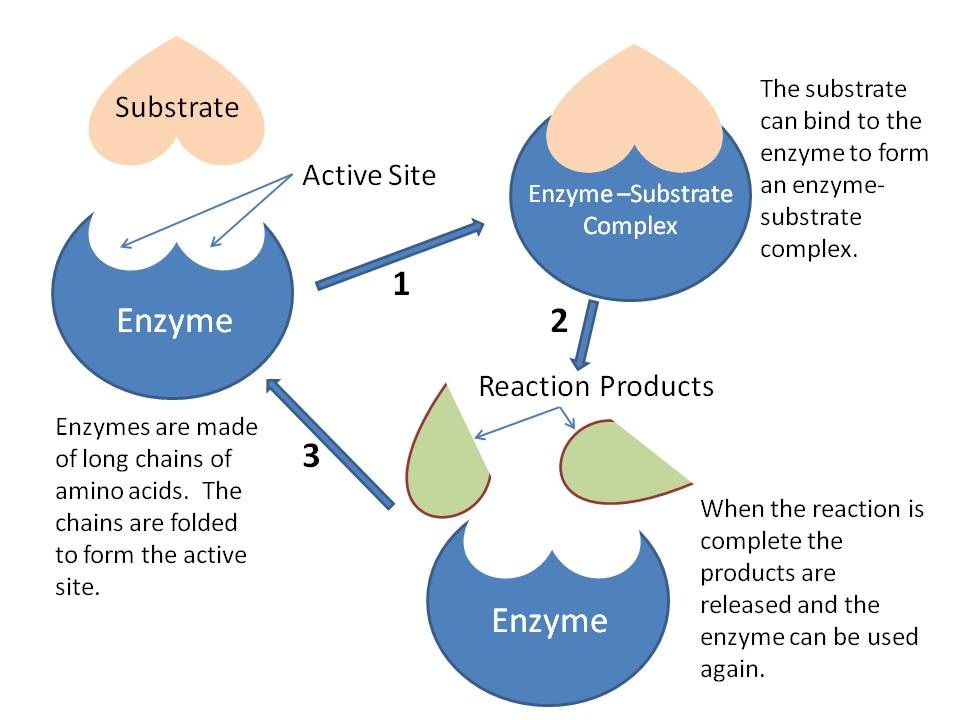 Enzyme Allosteric Regulation Example