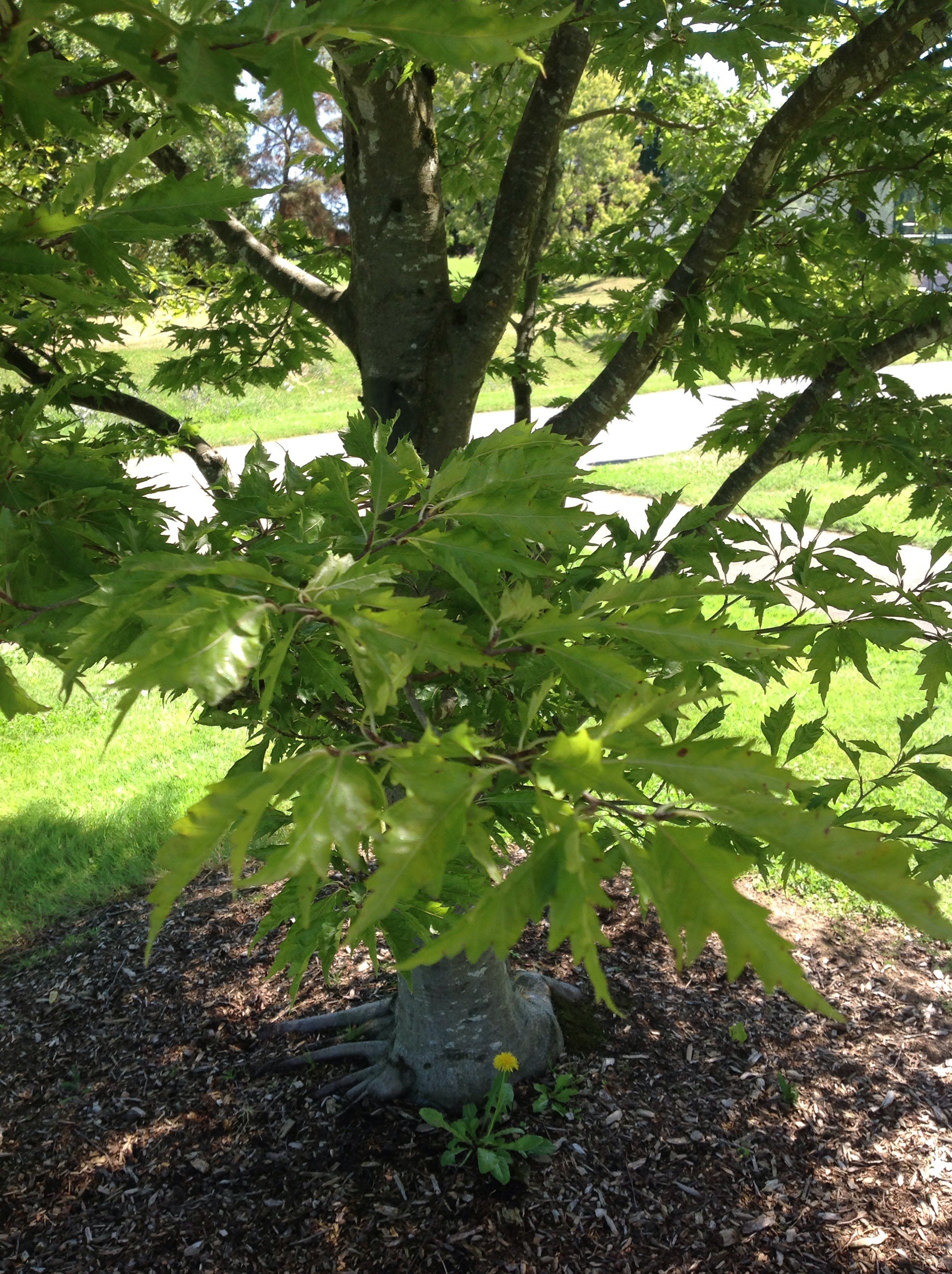 Fagaceae Ecological Effects