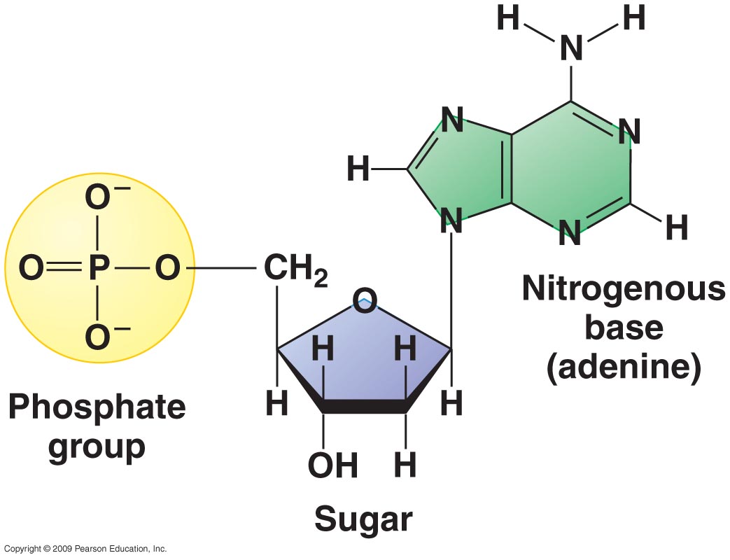 Nucleotide Sequence Of Rainbow Trout Mrap2a And Its Deduced Amino Acid