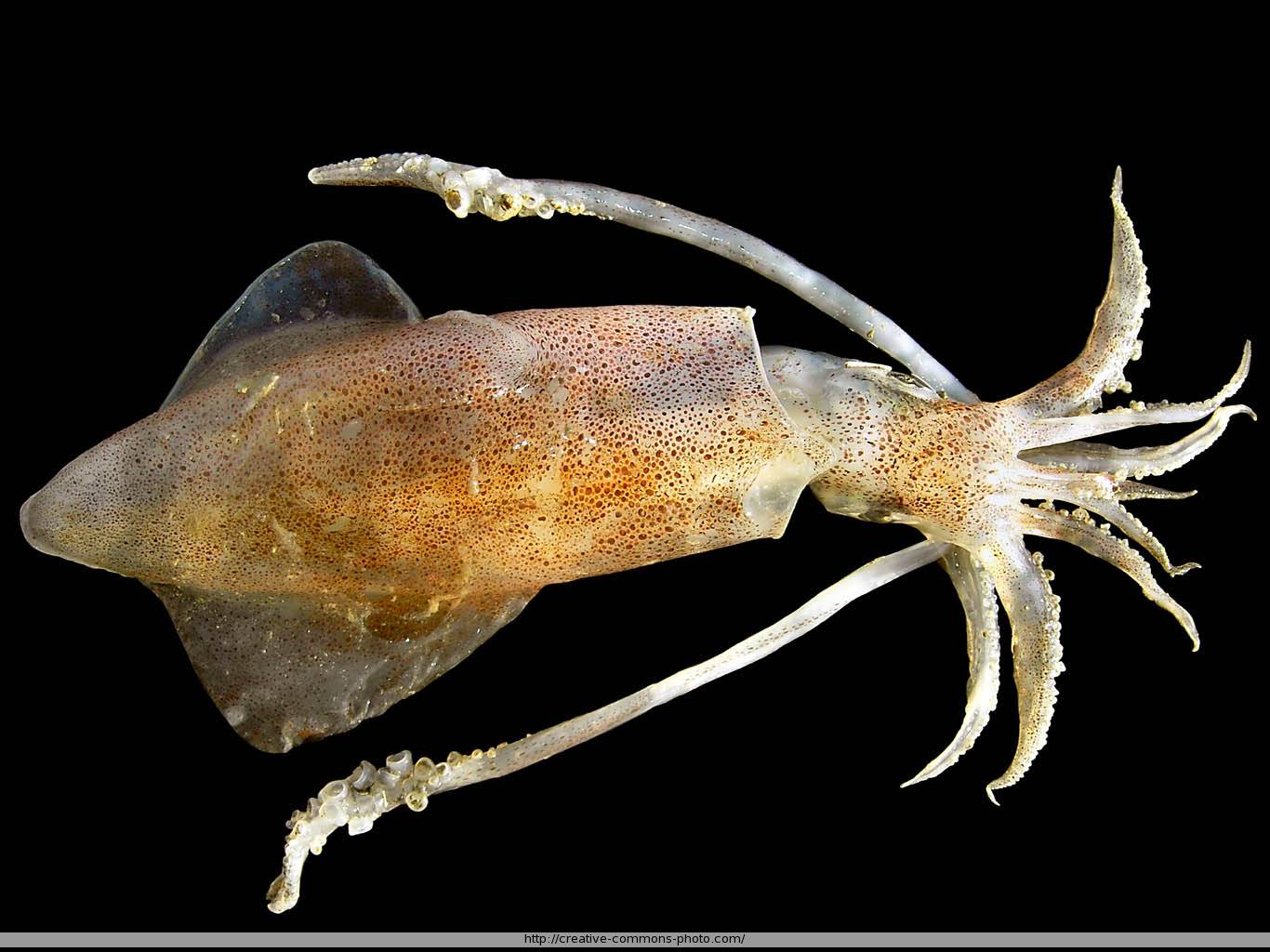 Squid Vs Octopus What S The Difference Scuba Com