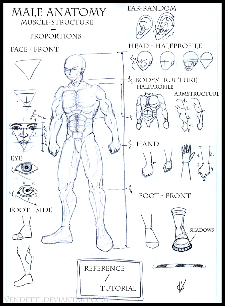 Anatomy Of Neuron Nervous Tissue In Human Being Cell Diagram
