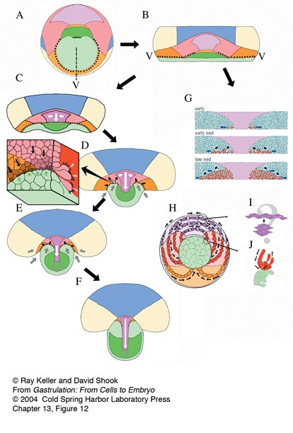 Gastrulation Diagram Quizlet