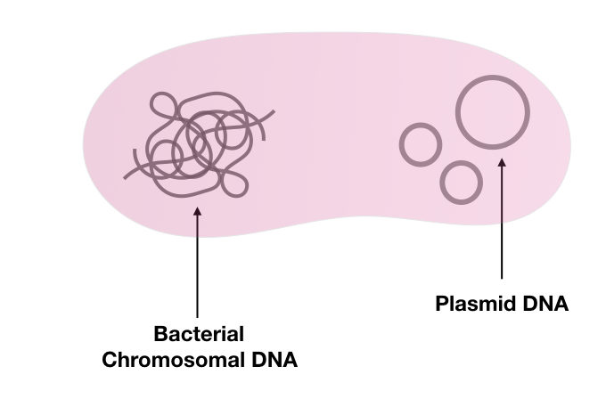 Do Plasmids Contain Dna