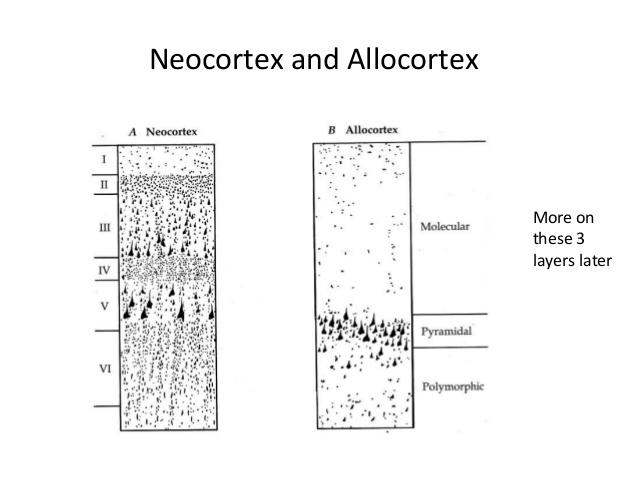 Figures And Data In A Genuine Layer 4 In Motor Cortex With Prototypical