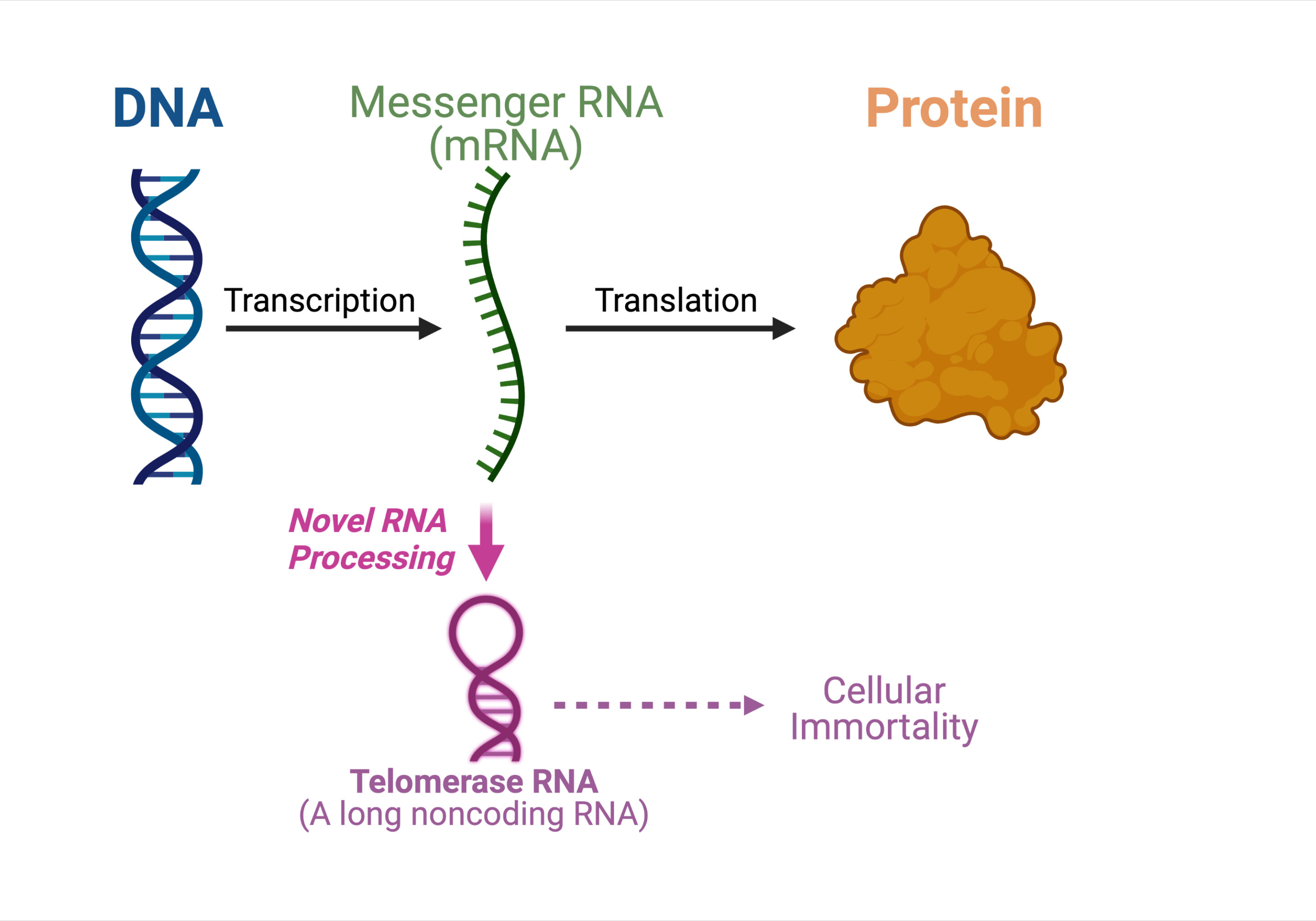 Rna Interference Chemtalk