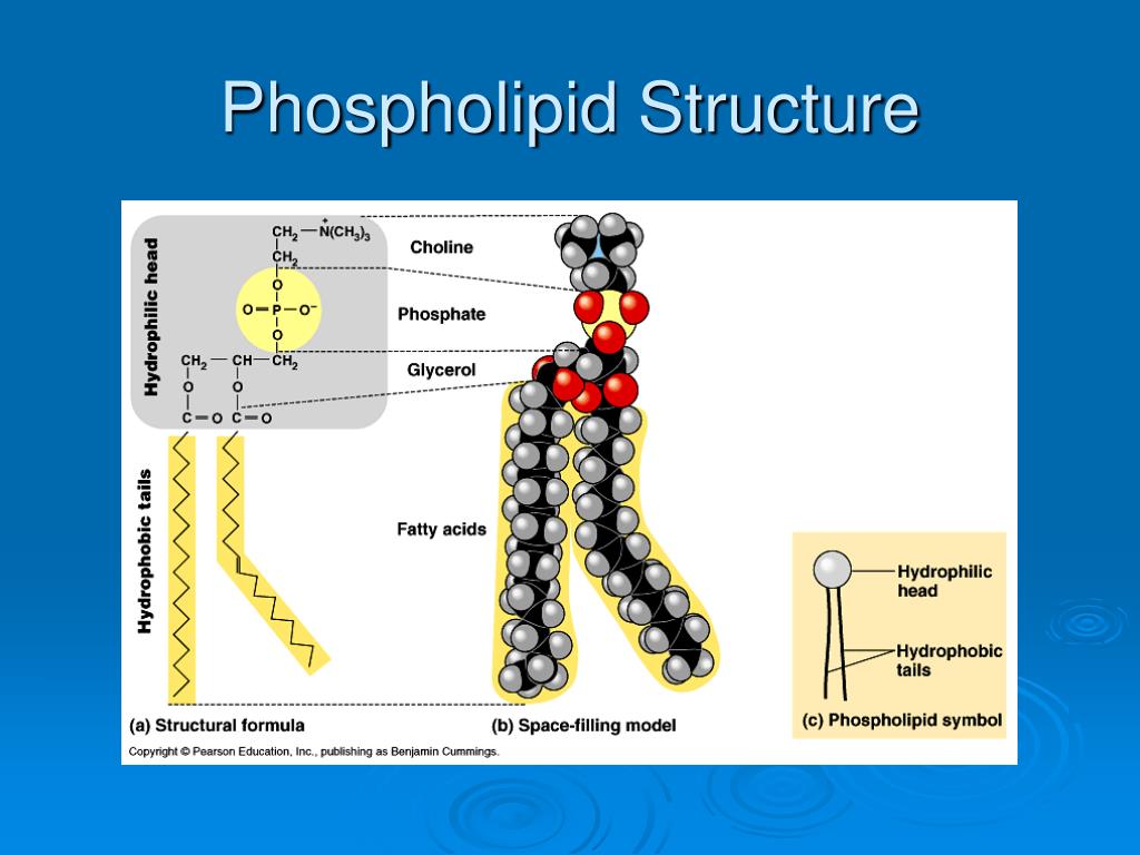 A Phospholipid Pl Content In Large La And Small Surfactant