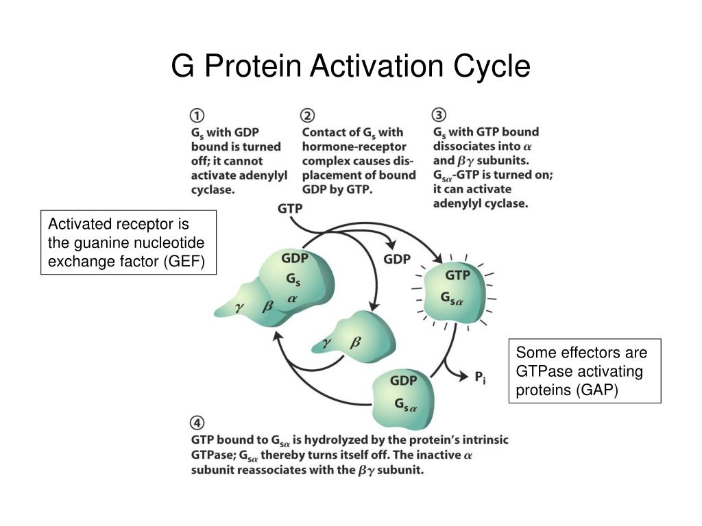 Protein Functional Groups