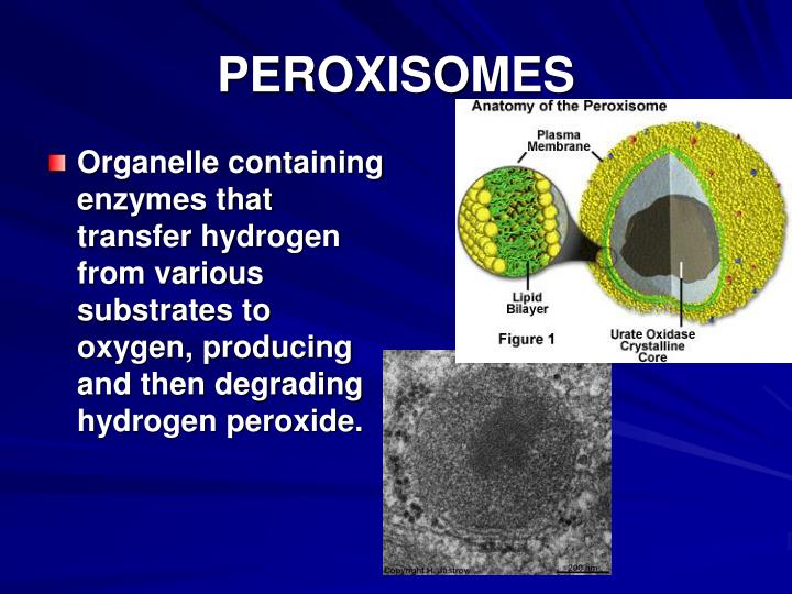 Peroxisomes Structure And Function