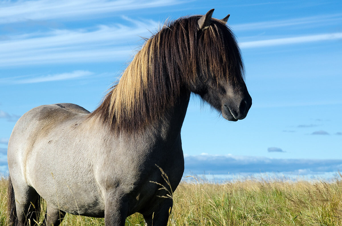 Horse Breeding Up Close