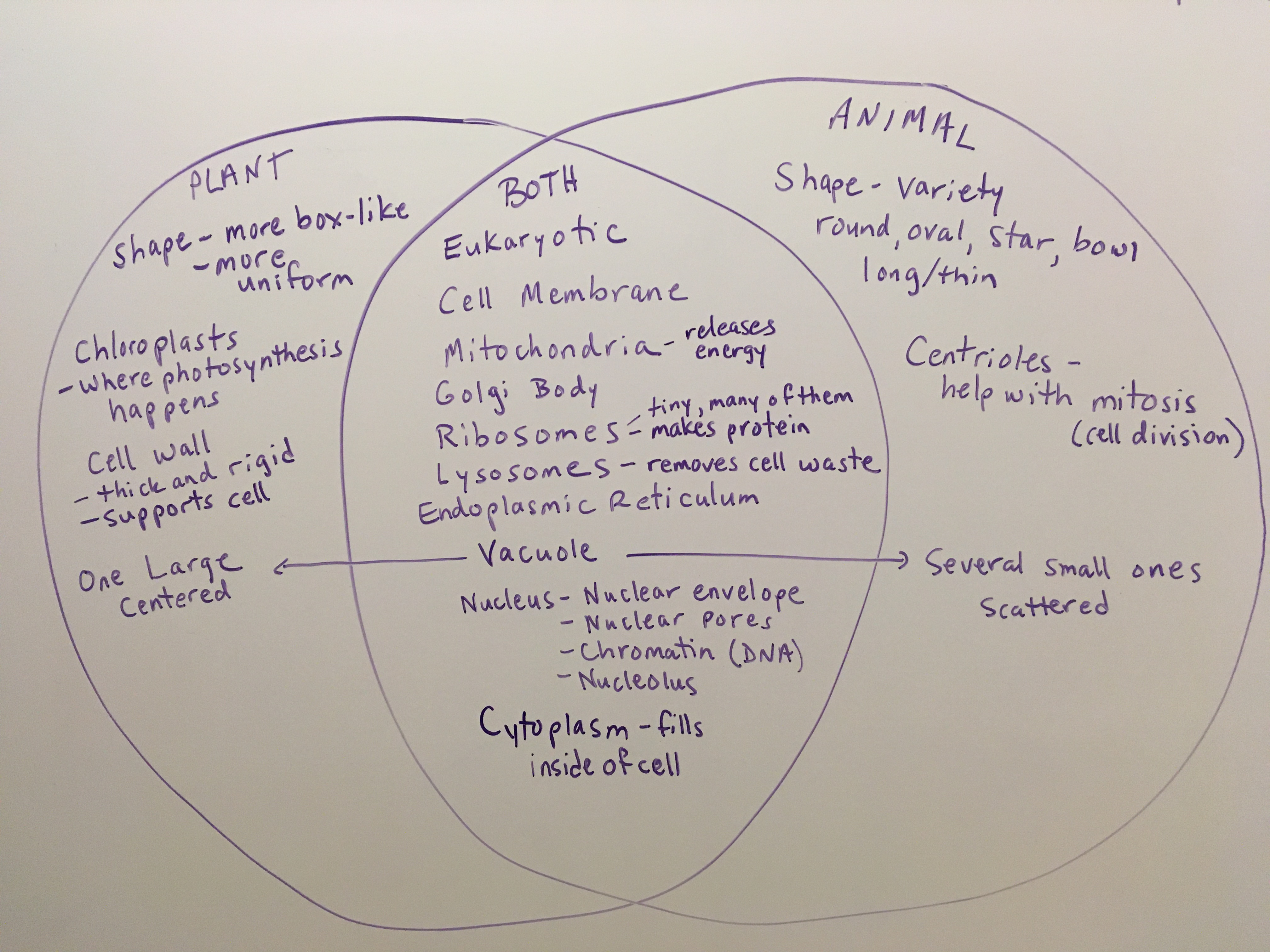 Photosynthesis And Cellular Respiration Venn Diagram