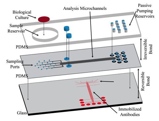 Microfluidic Systems For Biological And Molecular Analysis And Methods
