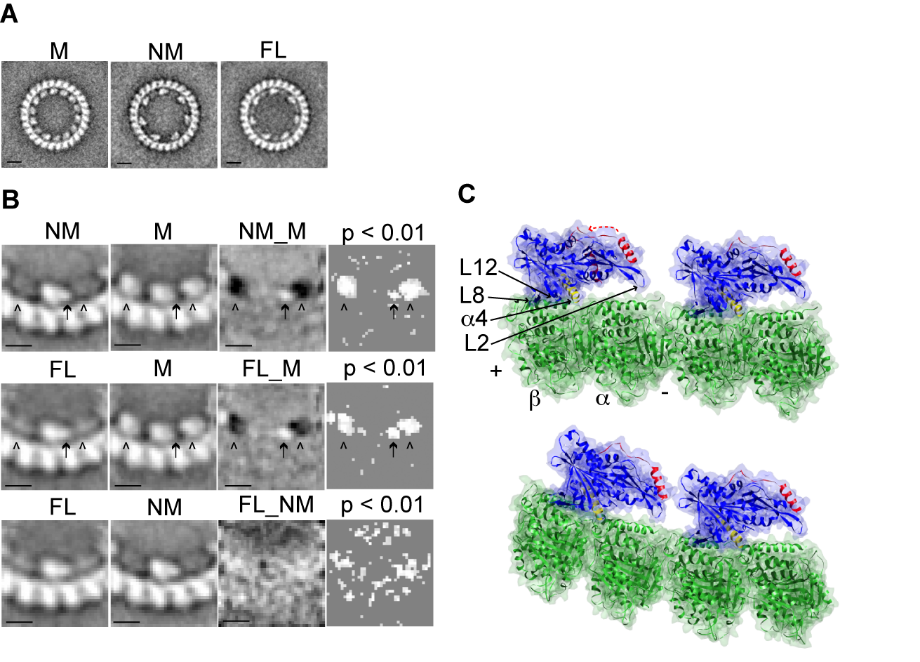 Kinesin 13 Neck Obstructs Adjacent Binding Site Access On Curved