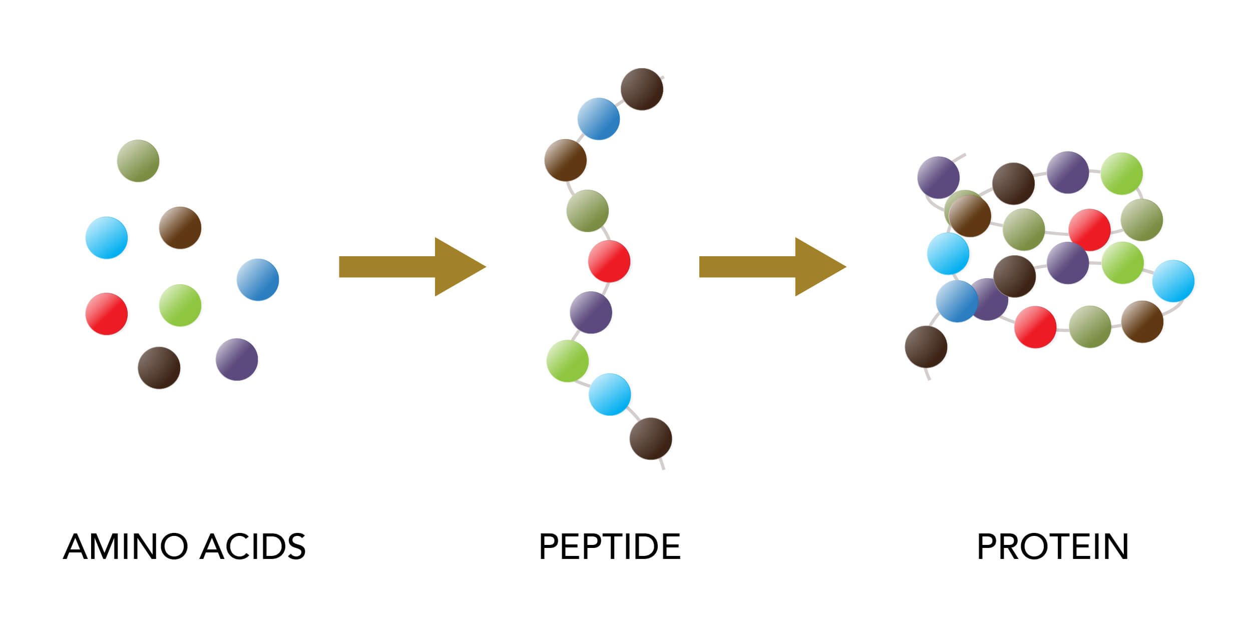 Peptides Selected For Mrm Ms Quantification Download Scientific Diagram.git/info/refs