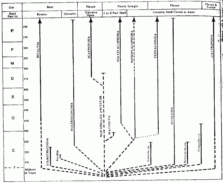 Phylogeny And Evolution Of The Mollusca
