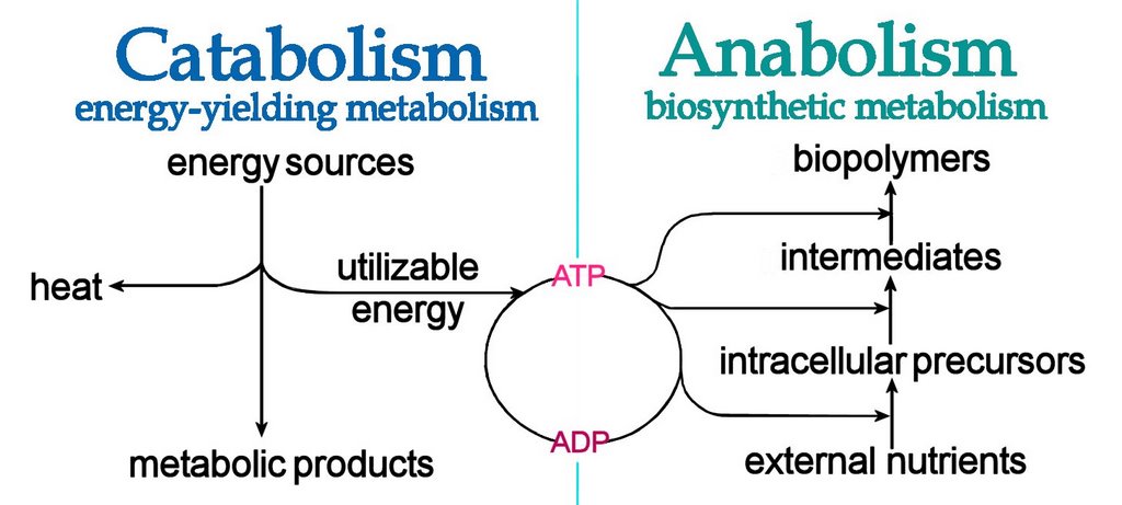 Catabolism Of Amino Acids Second Stage Biochem Flashcards Quizlet
