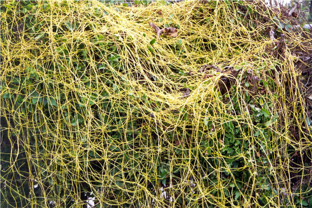 Cuscuta Compacta Convolvulaceae Image 85585 At Phytoimages Siu Edu