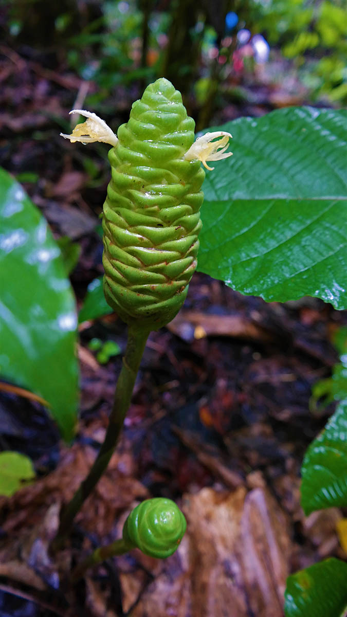 Zingiber Zingiberaceae Image 33408 At Phytoimages Siu Edu
