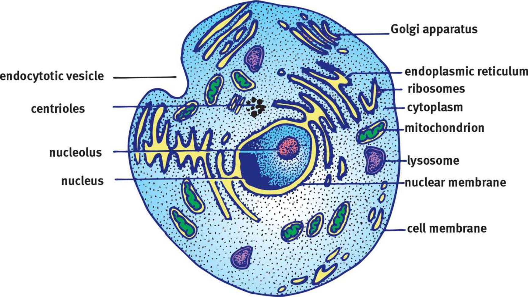 Eukaryotic Transcription Studocu