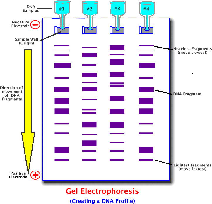 Electrophoresis Of Pcr Amplification Products For Genotyping The