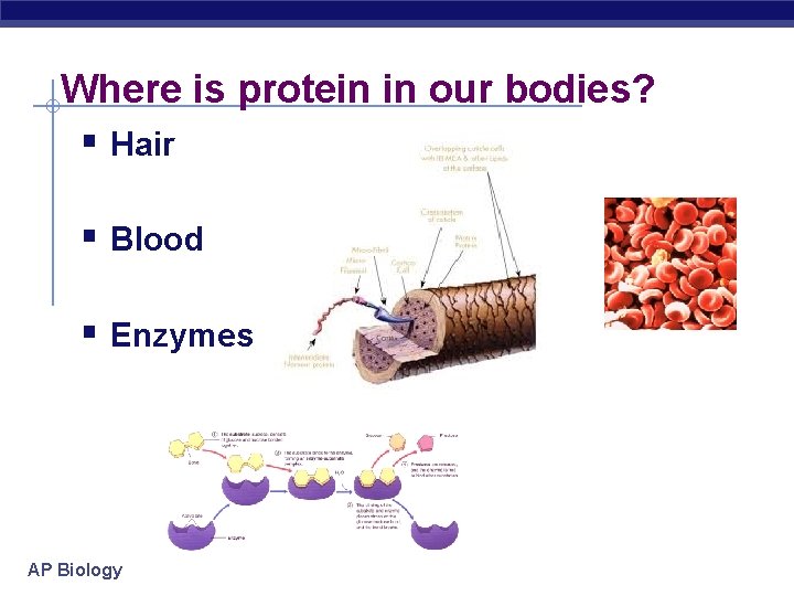 Extracellular Matrix Proteins Examples