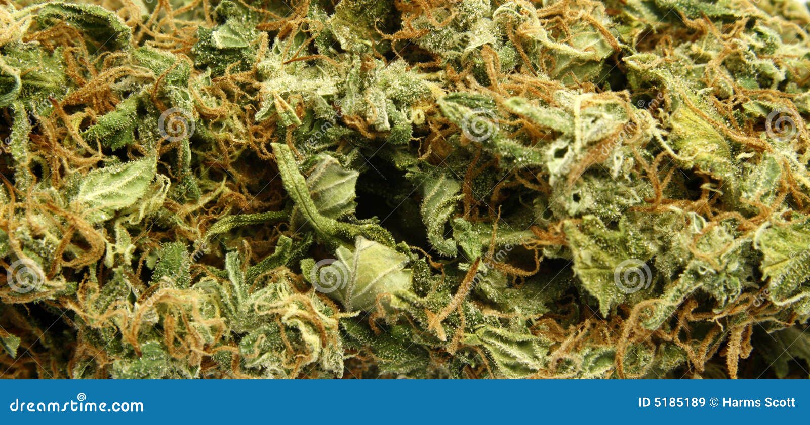 Weed Detection In Agricultural Fields Using Deep Learning Process