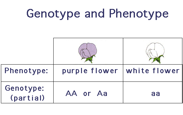 Genotype Distributions Of Lpa Polymorphisms In The Whole Population And