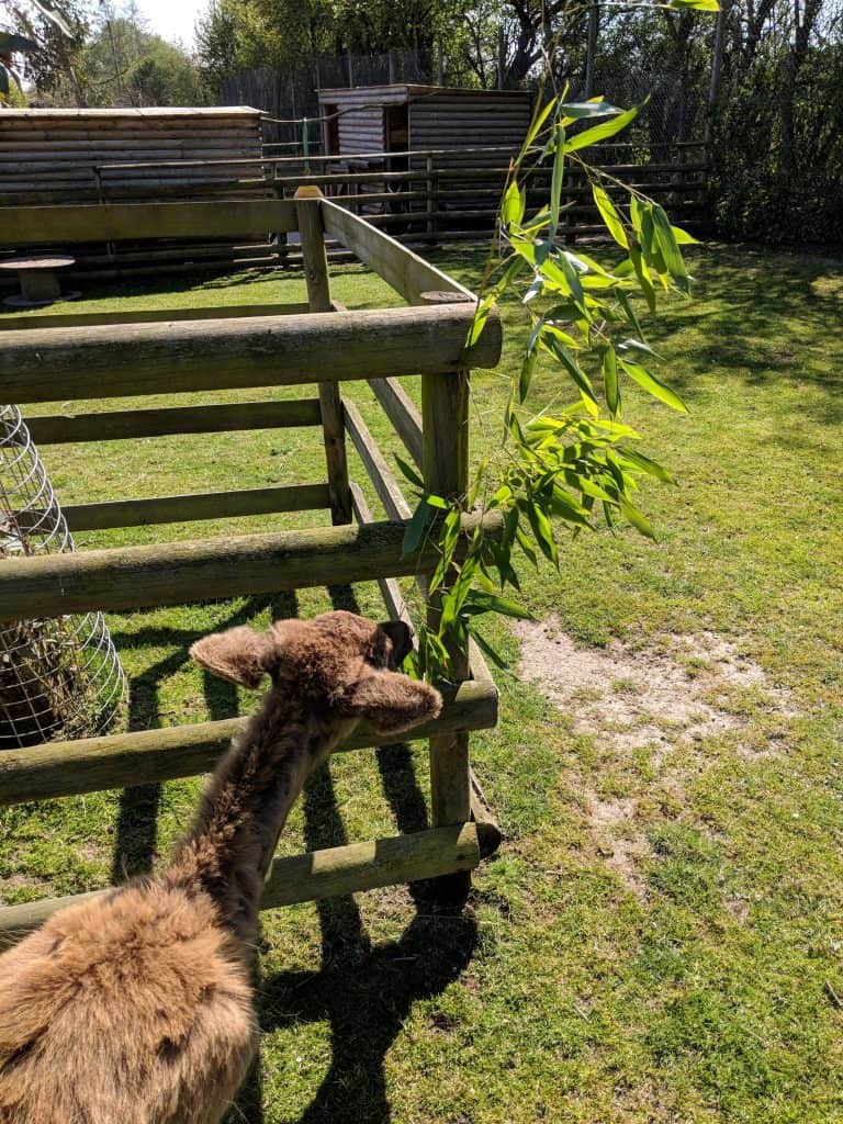 What Is Behavioral Enrichment Wildlife Alliance