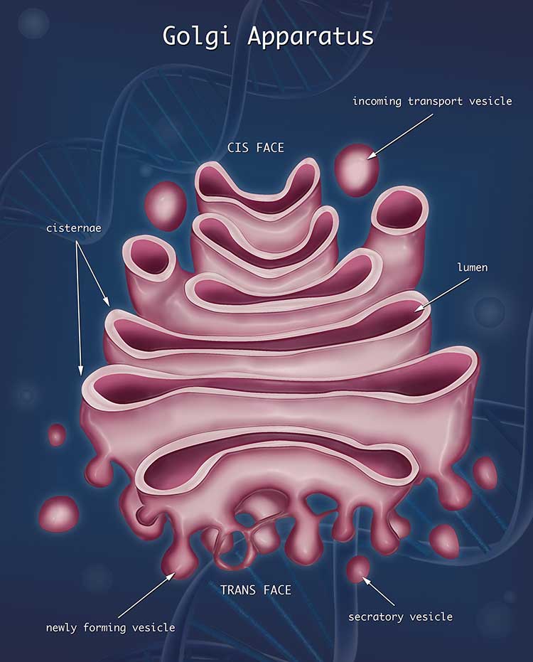 Golgi Complex Structure And Functions