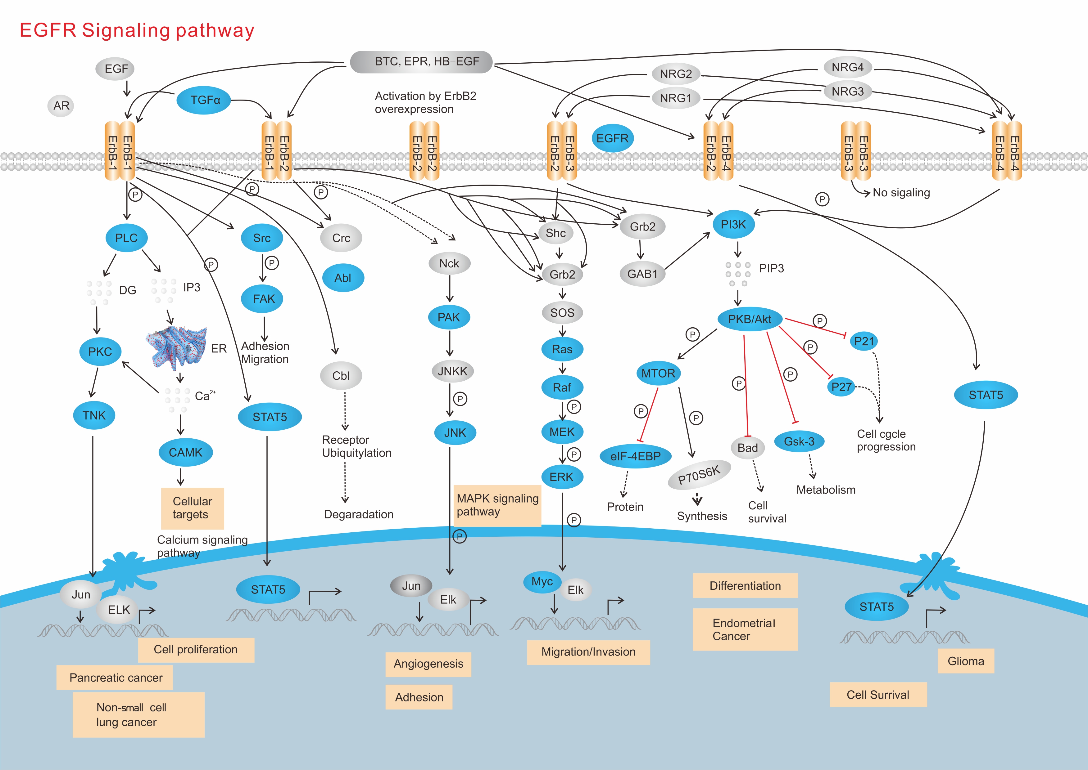 2 Egfr Liver Images Stock Photos Vectors Shutterstock