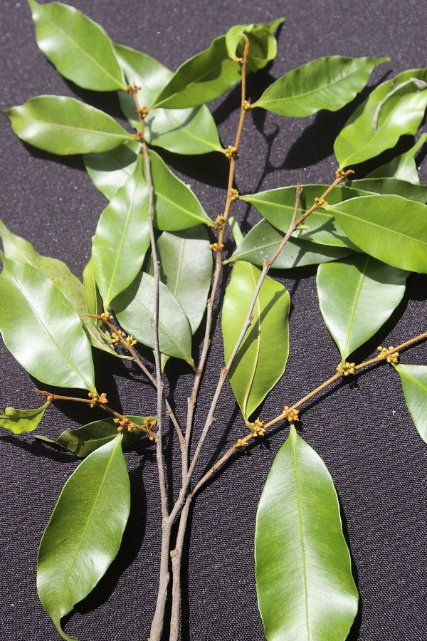 Micropholis Venulosa Flower Leaf Care Uses Picturethis