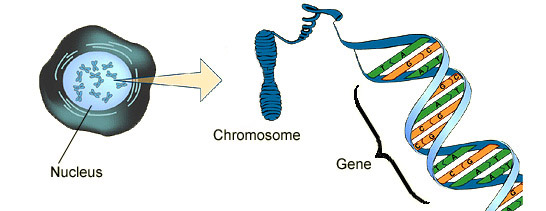 Gene Mutations Doodle Notes By Ami Dobelle Tpt