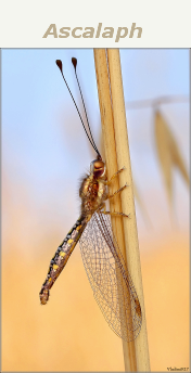 Ascalaph Designer Molecular Dynamics In Graphic Environment