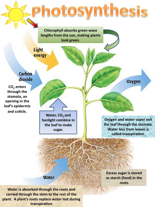 Photosynthesis Chloroplasts And Light Trapping Flashcards Quizlet