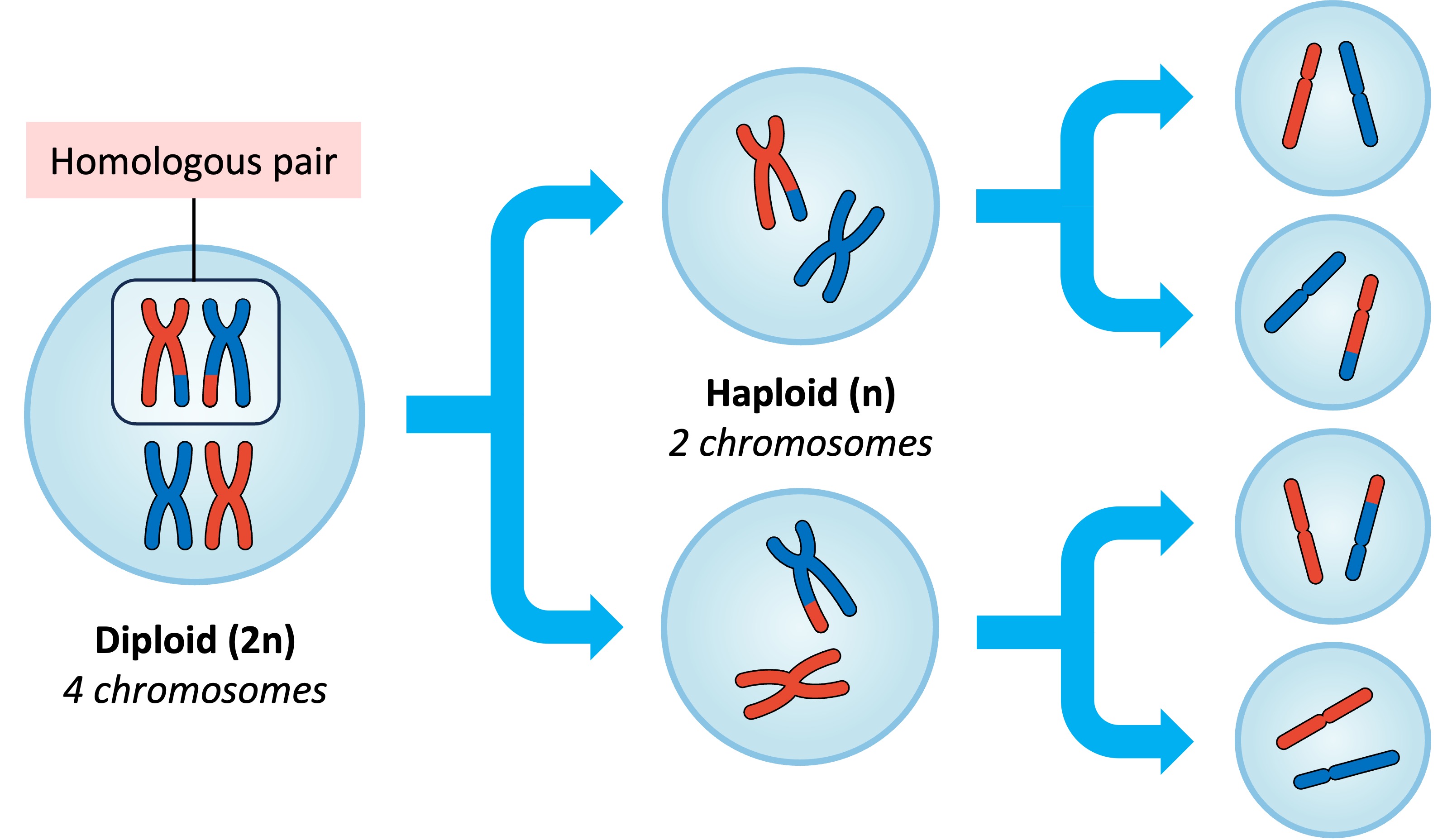 18 Meiosis And Linkage Lecture Notes Meiosis Linkage