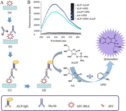 Frontiers A Simple And Sensitive Fluoroimmunoassay Based On The