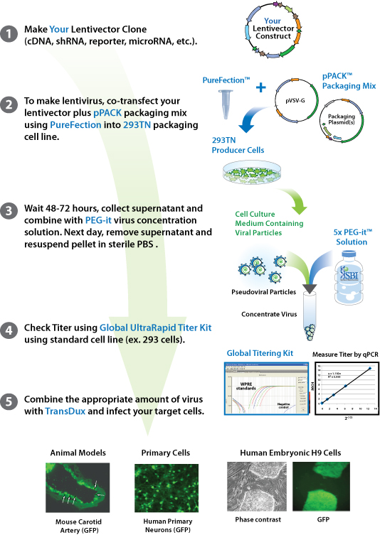 How To Measure The Viral Titer Of Lentivirus Vectors