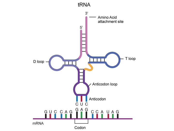 Rna Hairpin Molecules 1xwu Top And 2ixy Bottom Simulated Lighter