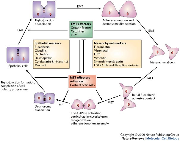 Htert Promotes The Epithelial To Mesenchymal Transition And Cell