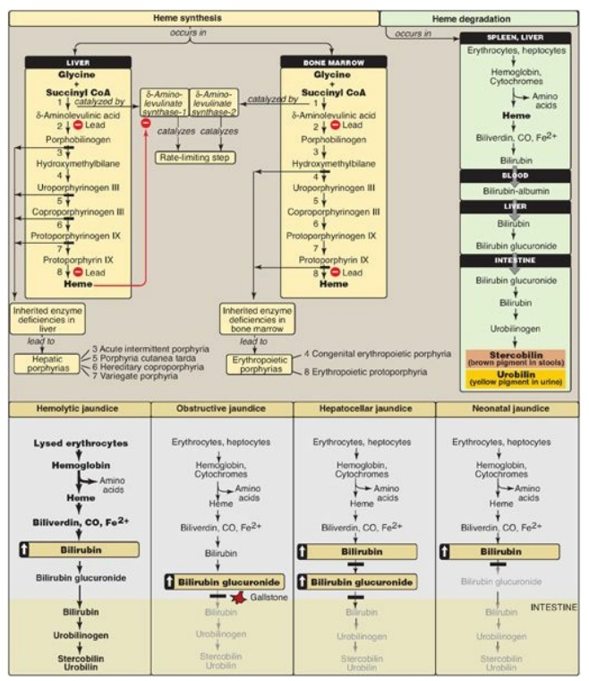 Chapter 20 Biochemistry Practice Quiz Chapter 20 Proteins Test Bank