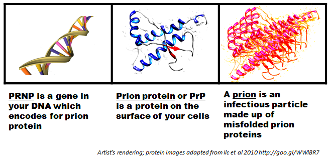 Prion Protein Stock Illustration Illustration Of White 5553996