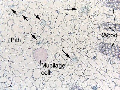 Confocal Microscopy Of The Eye